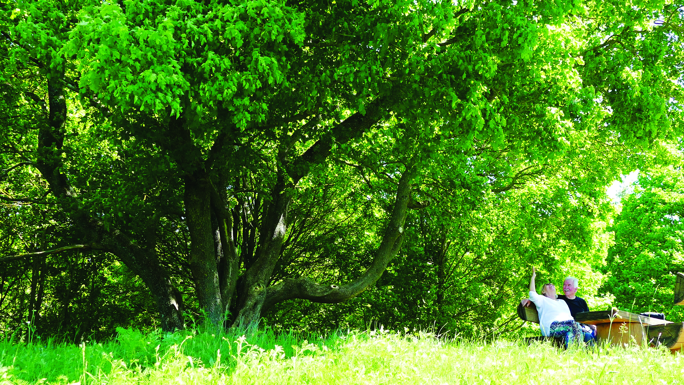 Finding Peace: Senior couple relaxing in in a park